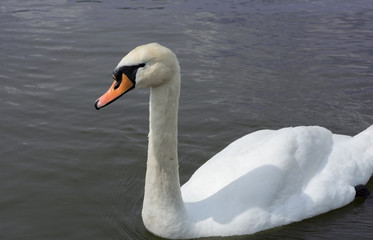 White Swan isolated. White swan on the lake 