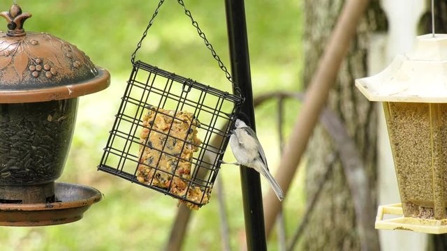 Chickadee hanging on a suet feeder eating
