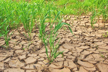 cracked dried bark sand clay and green grass background