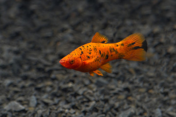 Obraz premium Freshwater aquarium fish. Xiphophorus. Red Swordtail. Bright orange color. Blurred dark background. Black spots.