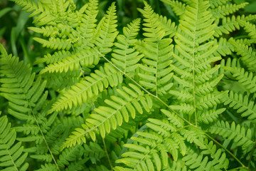 Fototapeta na wymiar Fern in the forest close-up. Green fern in selective focus.