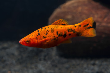 Obraz na płótnie Canvas Freshwater aquarium fish. Xiphophorus. Red Swordtail. Bright orange color. Blurred dark background. Black spots.