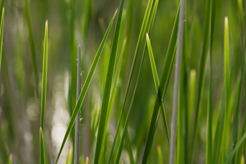 Fototapeta na wymiar Fresh green grass on the lawn. Natural green blurred background.