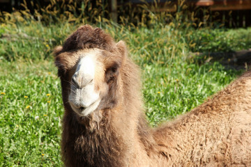 Obraz premium Portrait of a camel on the background of grass for text