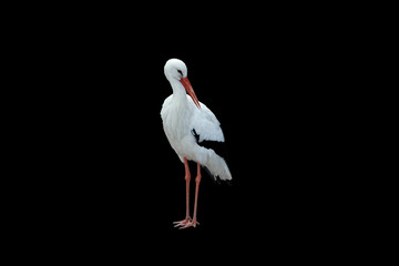 Stork on black background