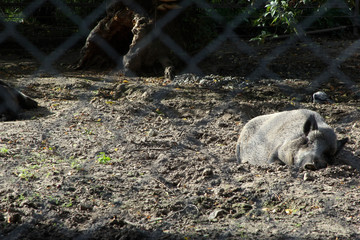 sleepy hog picture