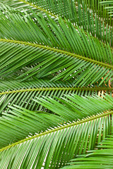 Palm leaves texture close up. Tropical background
