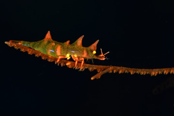 Dragon shrimp - Miropandalus hardingi. Macro underwater world. Tulamben, Bali, Indonesia.