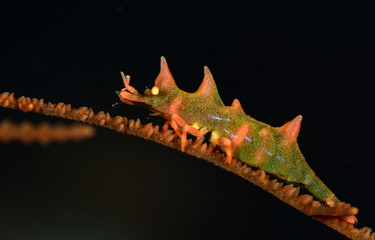 Dragon shrimp - Miropandalus hardingi. Macro underwater world. Tulamben, Bali, Indonesia.