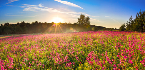 spring landscape with flowering meadow,forest and sunrise