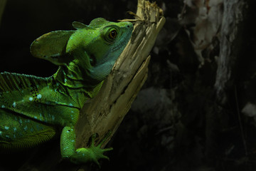 exotic pets photo for text
