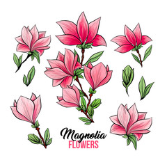 Magnolia flower bouquets in blossom, beautiful home decor and interior design, isolated illustration vector set. Pink floral sketch drawings. Spring blossom realistic cliparts. Wildflowers pencil