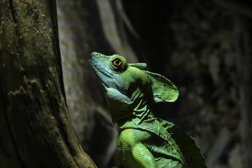 Lizards in the zoo exotic pets photo for text