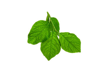 Naklejka na ściany i meble A sprig with lime leaves on a white background.