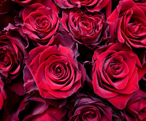 Red roses background. The view of the top.