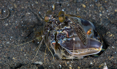 Amazing underwater world - Tiger mantis (Lysiosquilla maculata). Diving, macro photography. Tulamben, Bali, Indonesia.