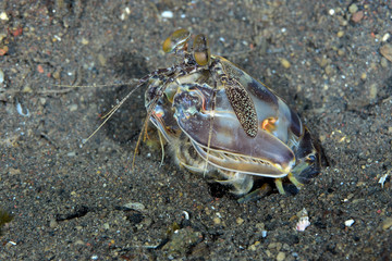 Amazing underwater world - Tiger mantis (Lysiosquilla maculata). Diving, macro photography. Tulamben, Bali, Indonesia.