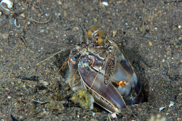 Amazing underwater world - Tiger mantis (Lysiosquilla maculata). Diving, macro photography. Tulamben, Bali, Indonesia.