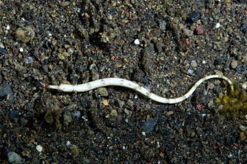 Amazing underwater world - Pipeﬁsh. Diving, macro photography. Tulamben, Bali, Indonesia. 