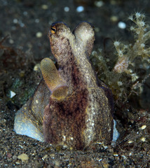 Amazing underwater world - Coconut Octopus. Diving, macro photography, night dive. Tulamben, Bali, Indonesia.