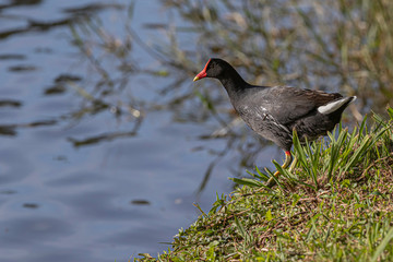 Dark bird attempting to jump into the pond