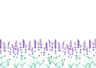 Lavender field pattern on white background. Watercolour hand drawn flowers, leaves, plants.