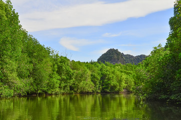 Fototapeta premium Mangrove forest