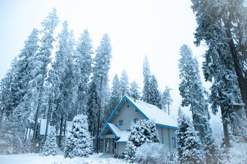 Beautiful winter forest and snow-covered house. Firs and pines in the snow, landscape