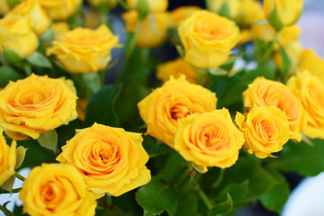 Yellow roses flowers bouquet blooming at shallow depth of field.