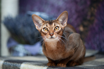 Very beautiful Abyssinian cat, kitten on the background of a lavender field, looking at the camera