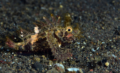 Amasing underwater world - Ambon Scorpionﬁsh (Pteroidichthys amboinensis). Night diving, macro photography. Tulamben, Bali, Indonesia.