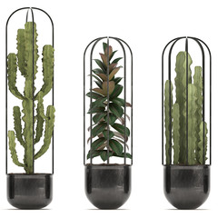 Ornamental plants in pots, cactus, ficus