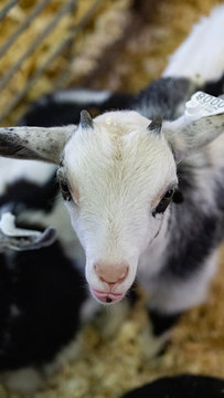 Barnyard Menagerie Of Animals At A County Fair 4H And FFA Fair Entries 