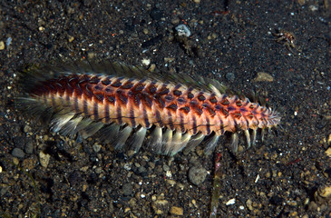 Amazing underwater world - a sea fire worm. Diving, macro photography. Tulamben, Bali, Indonesia. 