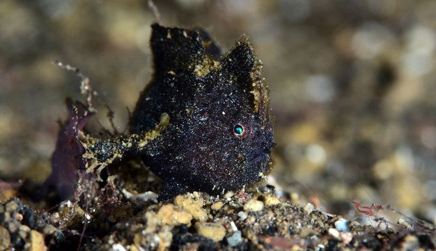 Underwater world - black ugly frogfish. Night diving, macro photography. Tulamben, Bali, Indonesia.