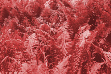 fern leaves foliage. Natural floral fern background. Living Coral creative and moody color of the picture.