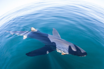 A Blue shark, Prionace glauca, swims in the temperate waters of the Atlantic Ocean off the coast of...