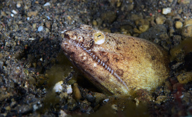 Underwater world - Stargazer Snake Eel (Brachysomophis cirrocheilos). Diving, macro photography. Tulamben, Bali, Indonesia.