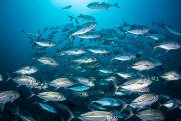 A large school of Bigeye jacks, Caranx sexfasciatus, swims in the deep, blue waters of the Solomon Islands.