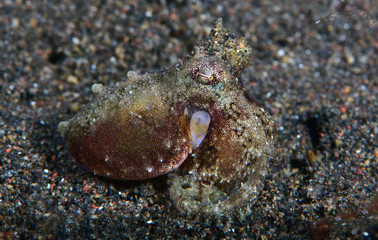 Amazing underwater world - Coconut Octopus. Diving, macro photography, night dive. Tulamben, Bali, Indonesia.