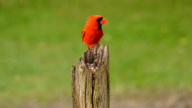 Northern Cardinal bird perched on a wooden post