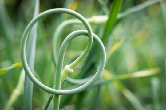 Garlic scape close-up
