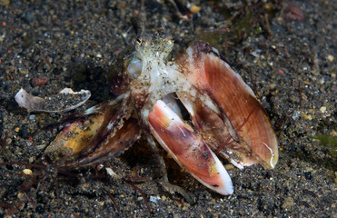 Amazing underwater world - Coconut Octopus. Diving, macro photography, night dive. Tulamben, Bali, Indonesia.