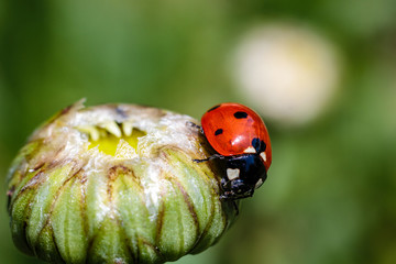 Biedronka siedmiokropka (Coccinella septempunctata) © Tomasz