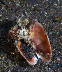Amazing underwater world - Coconut Octopus. Diving, macro photography, night dive. Tulamben, Bali, Indonesia.