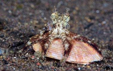 Amazing underwater world - Coconut Octopus. Diving, macro photography, night dive. Tulamben, Bali, Indonesia.