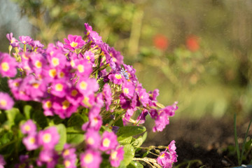 Obraz premium Pink primrose or primula in the spring garden with spray of water. Blurred motion of water spray with deep bokeh and selective focus