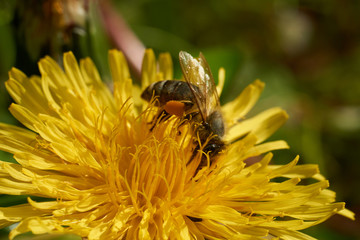Biene und Blüten