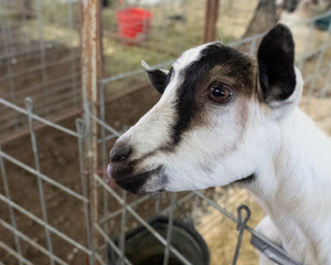 Barnyard menagerie of animals at a county fair 4H and FFA fair entries 