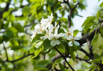 Flowering pear tree in spring (Pyrus)